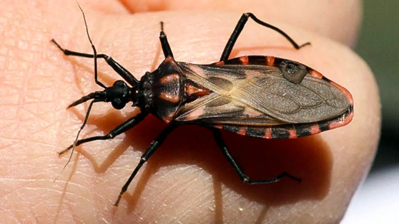 Día Mundial de la Enfermedad de Chagas: La lucha global contra una enfermedad silenciosa que afecta