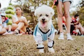 Desfile de mascotas en Alem con fines solidarios y participación abierta